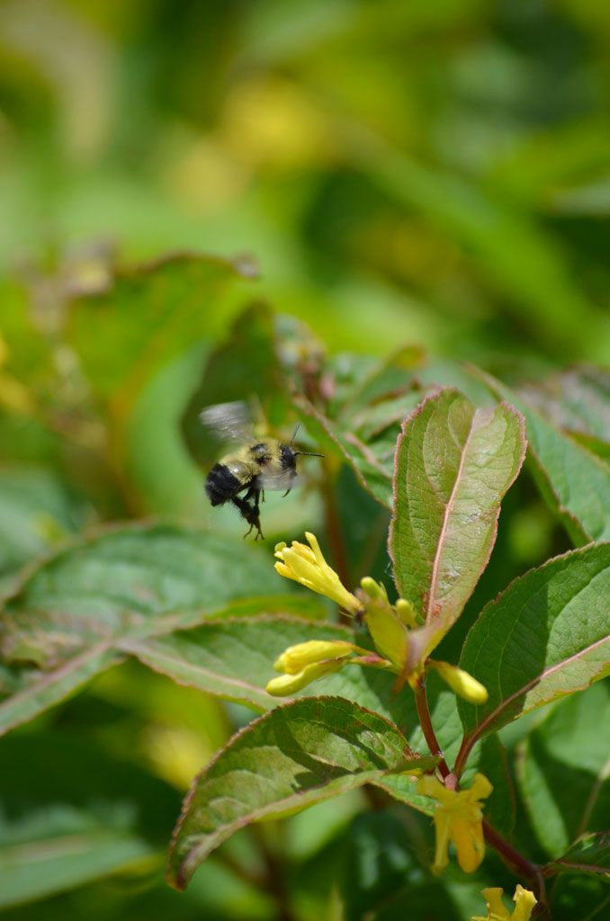 Diervilla lonicera Dwarf Bush Honeysuckle | Prairie Moon Nursery