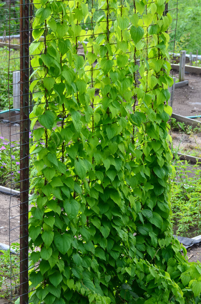 villosa Wild Yam | Prairie Nursery