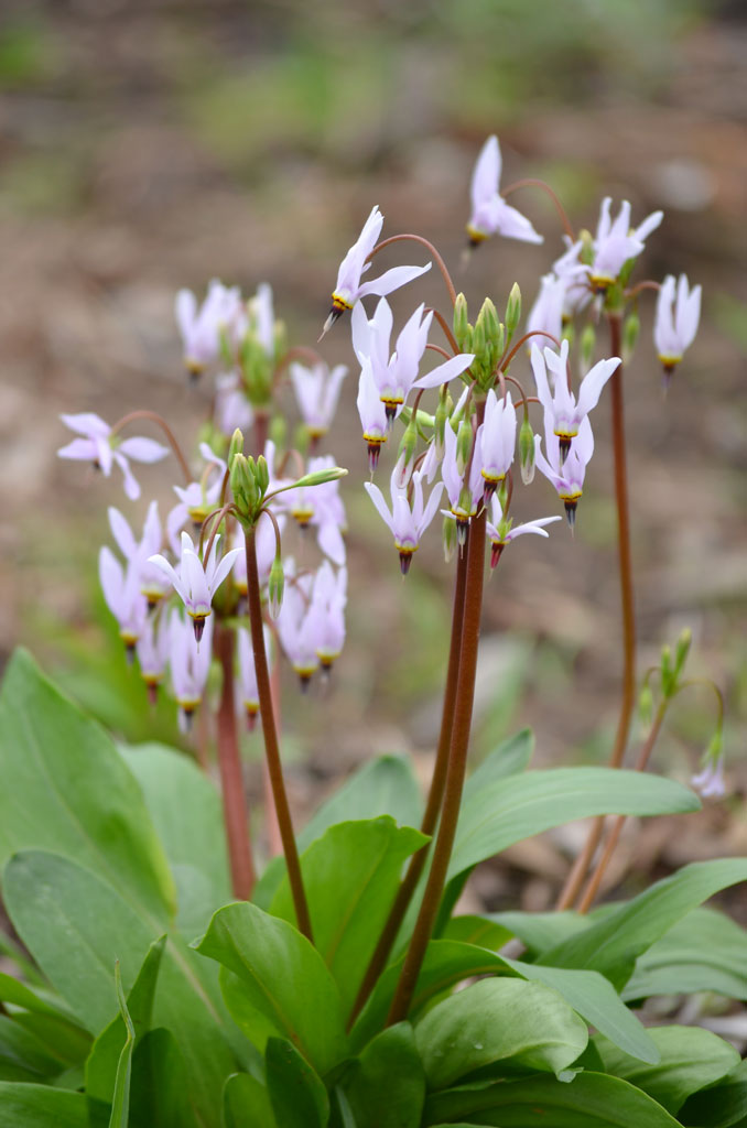 Download Dodecatheon Meadia Midland Shooting Star Prairie Moon Nursery