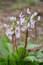 Dodecatheon meadia