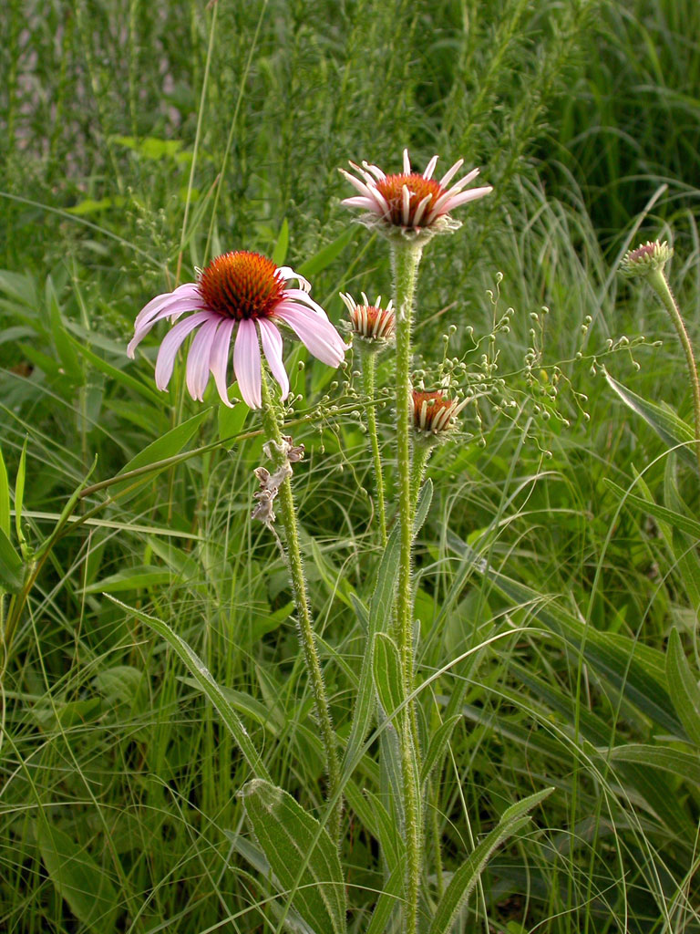 Echinacea angustifolia Narrowleaved Coneflower Prairie Moon Nursery