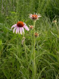 Echinacea angustifolia