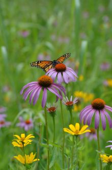 Echinacea purpurea
