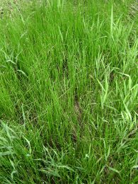 Eleocharis acicularis