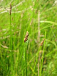 Eleocharis erythropoda