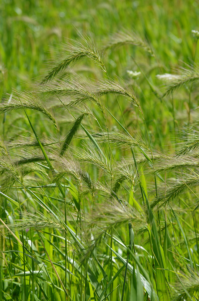 Elymus canadensis Canada Wild Rye Prairie Moon Nursery