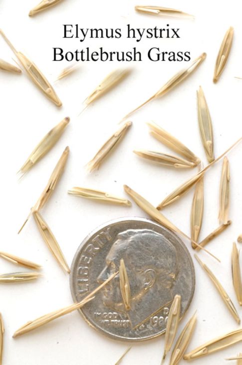 Elymus hystrix Bottlebrush Grass | Prairie Moon Nursery