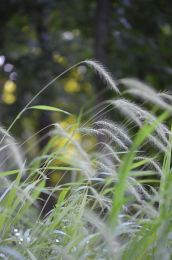 Elymus villosus