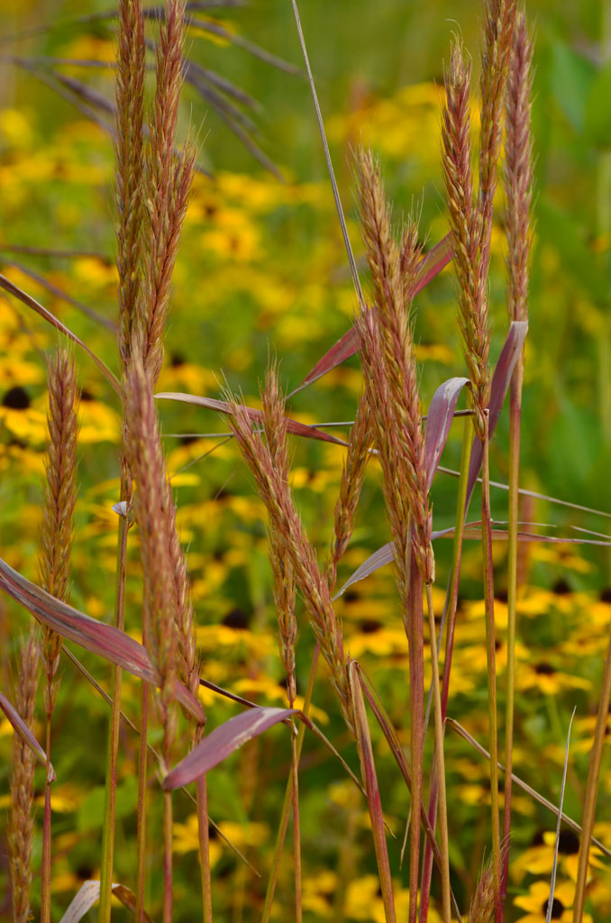 Prairie Future Seed Company. Prairie Brome - Plant