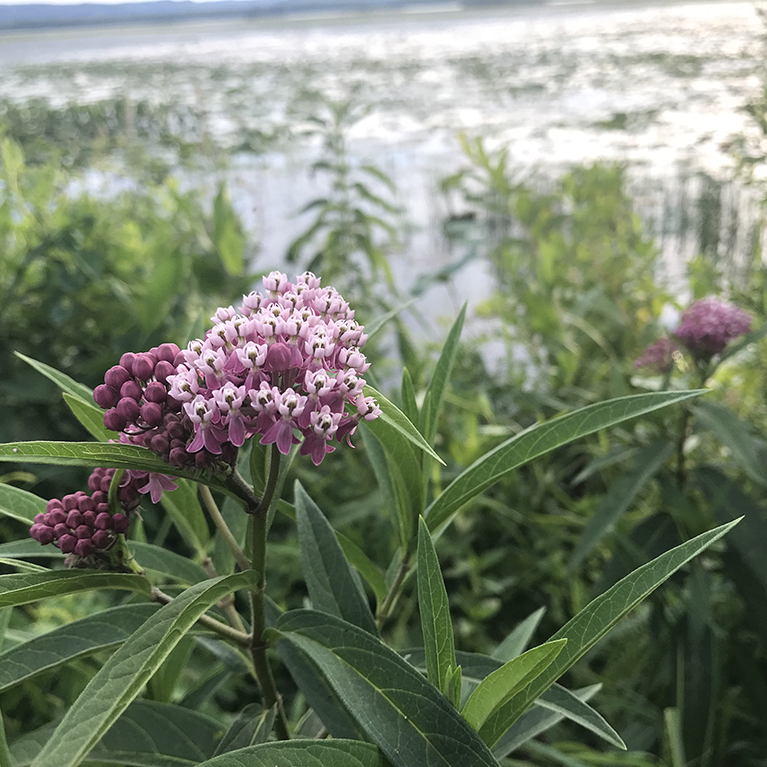 Emergent Plants