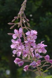Chamaenerion angustifolium