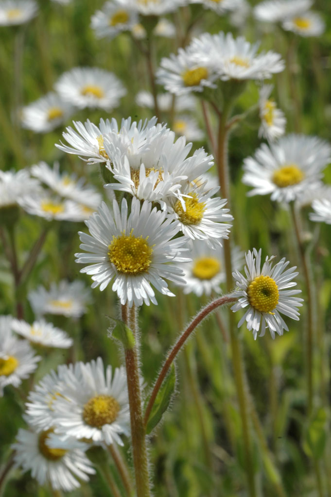 Erigeron pulchellus Robin's Plantain Prairie Moon Nursery
