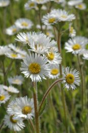 Erigeron pulchellus