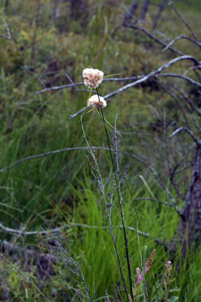 Eriophorum virginicum Tawny Cotton Grass Prairie Moon Nursery