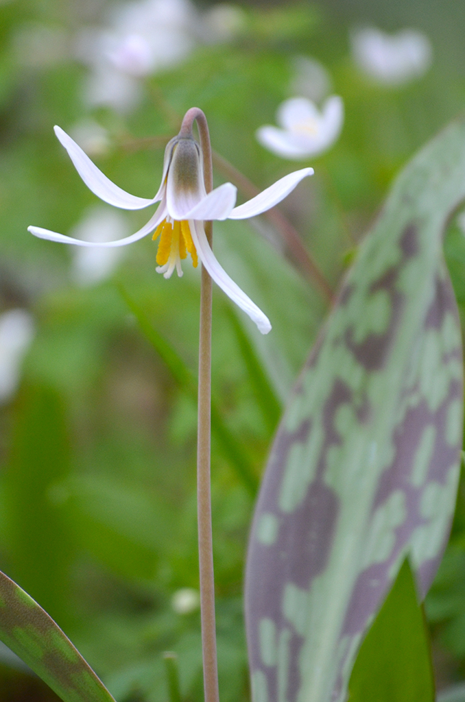 Erythronium albidum White Trout Lily | Prairie Moon Nursery