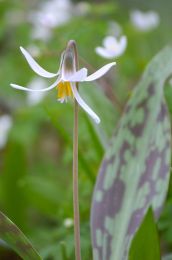 Erythronium albidum