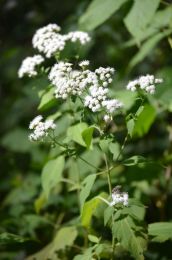 Ageratina altissima