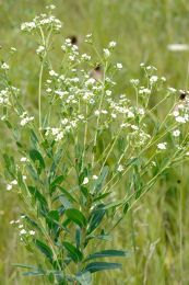 Euphorbia corollata