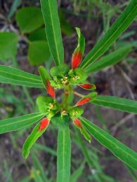 Euphorbia cyathophora