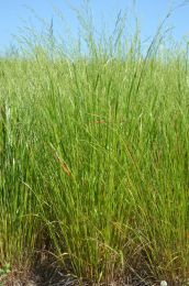 Festuca subverticillata