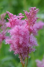 Filipendula rubra