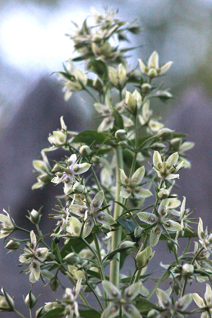 Frasera caroliniensis American Columbo Prairie Moon Nursery