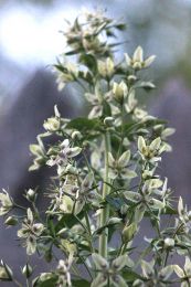 Frasera caroliniensis