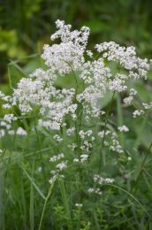 Galium boreale