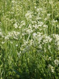 Galium concinnum