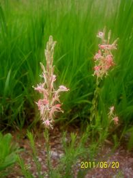 Gaura coccinea