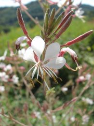 Gaura longiflora