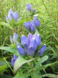 Gentiana andrewsii