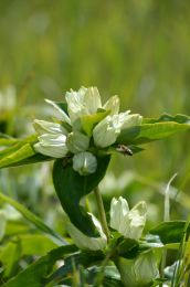 Gentiana flavida