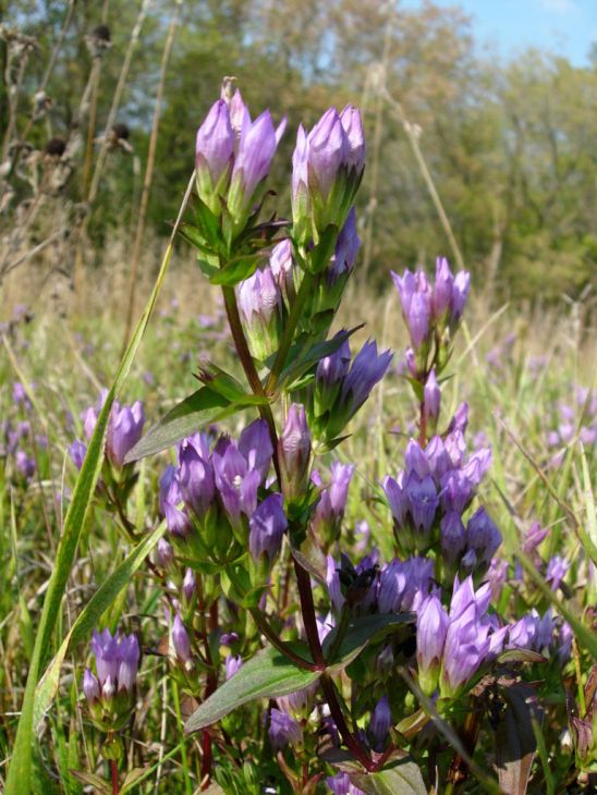 Gentianella quinquefolia Stiff Gentian | Prairie Moon Nursery