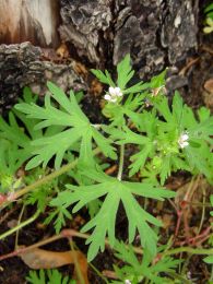 Geranium carolinianum