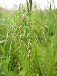 Glyceria canadensis