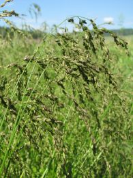 Glyceria grandis
