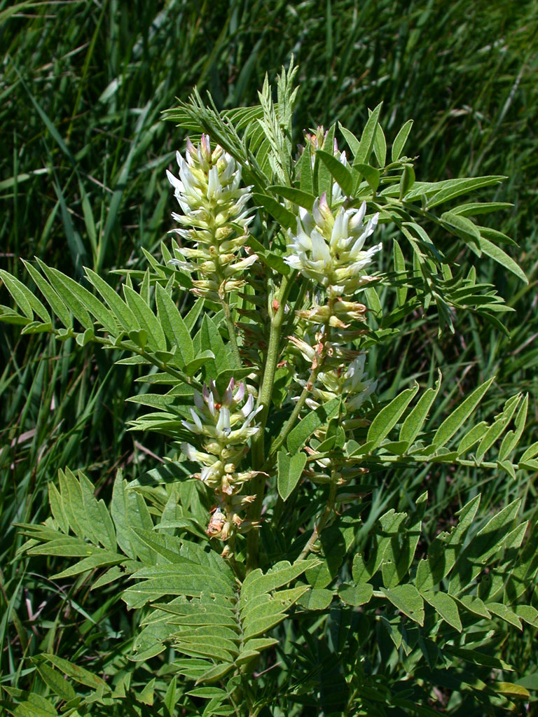 Glycyrrhiza lepidota Wild Licorice Prairie Moon Nursery