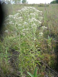 Pseudognaphalium obtusifolium