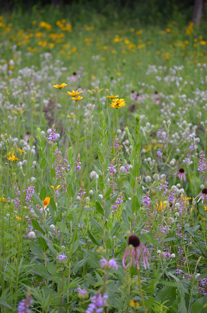Grand Diversity Prairie Seed Mix Prairie Moon Nursery