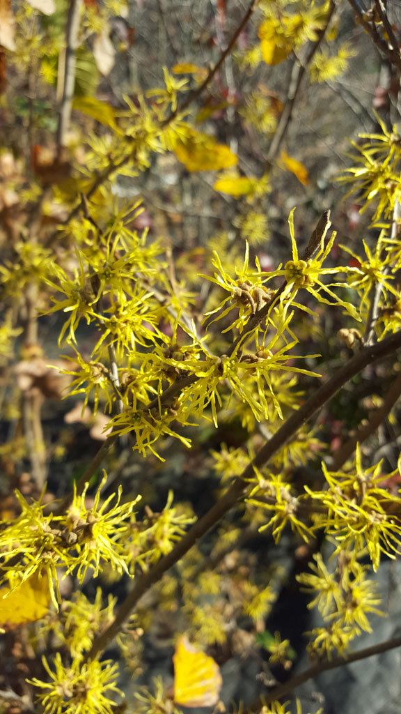 The Common American Native Witch Hazel: Hamamelis virginiana