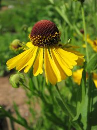 Helenium flexuosum