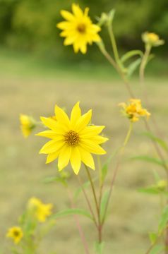 Helianthus pauciflorus Showy Sunflower | Prairie Moon Nursery