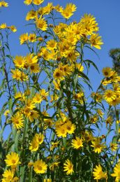 Helianthus grosseserratus