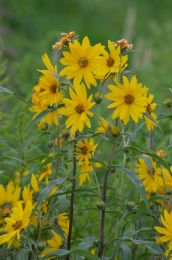Helianthus maximiliani