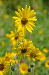 Helianthus mollis