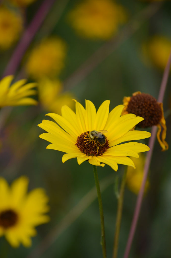 Helianthus pauciflorus Showy Sunflower | Prairie Moon Nursery