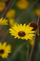 Helianthus pauciflorus