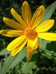 Helianthus strumosus
