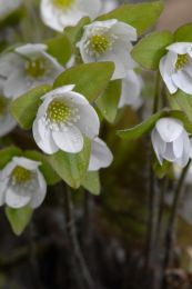 Hepatica acutiloba